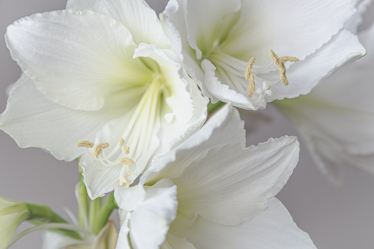 Vit Amaryllis